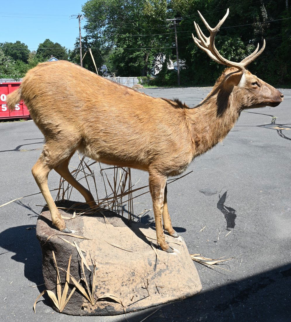 Full Body Barasingha (Indian Swamp Deer) Taxidermy Figure: Full Body Barasingha (Indian Swamp Deer) Taxidermy Figure, set on faux base, *This piece is endangered and can only be sold to state of Connecticut residents, approximate dimensions are a height of 85