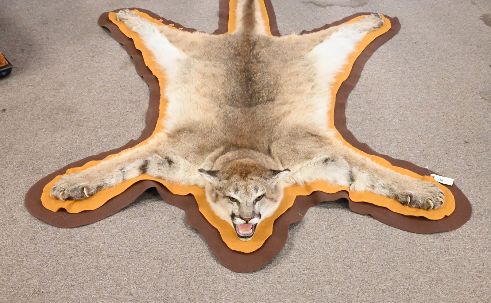 Taxidermy Mountain Lion Skin with Mounted Head (1 of 4)