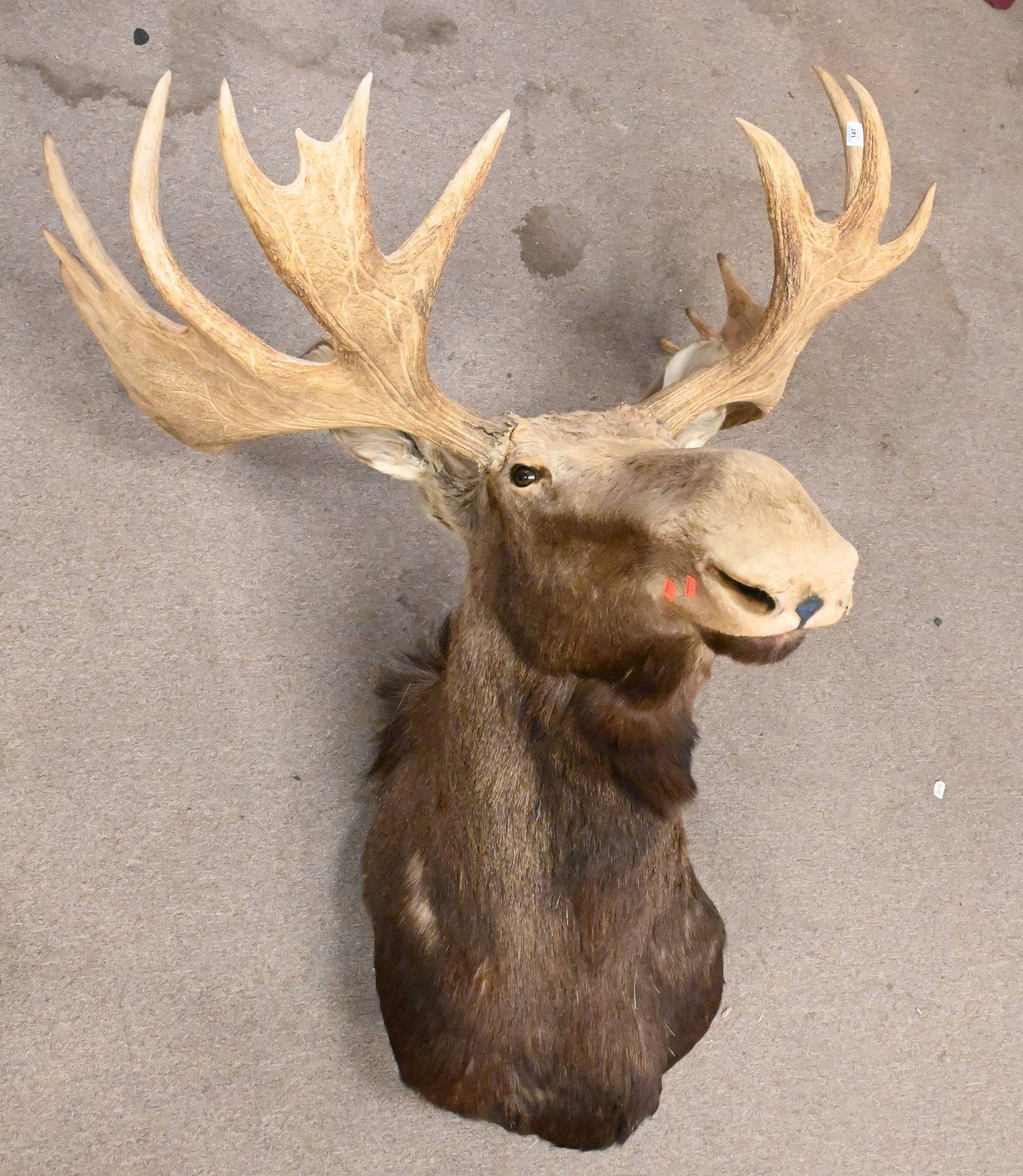 Large Bull Moose Shoulder Mount Taxidermy (1 of 6)