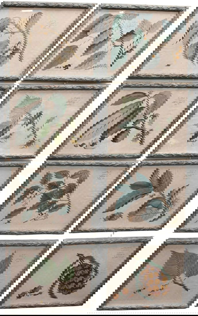 Hendrick Adriaan van Rheede tot Drakenstein (Dutch 1636-1691) (1 of 11)