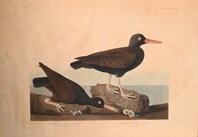 John James Audubon (America 1785-1851)