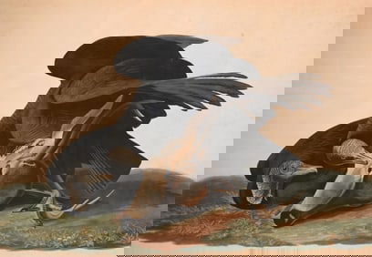 John James Audubon (America 1785-1851)