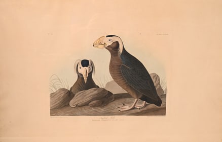 John James Audubon (America 1785-1851)