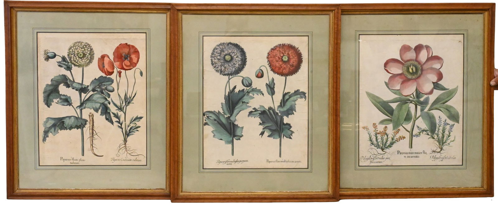 Set of Three Basilius Besler (German 1561-1629): Set of Three Basilius Besler (German 1561-1629) "Paeonia mas flore incarnato" "Papaver flore multiplici incarnato" "Papaver flore pleno rubrum" Hand colored copperplate engravings on laid paper from "