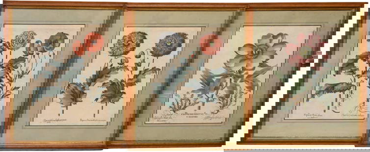 Set of Three Basilius Besler (German 1561-1629): Set of Three Basilius Besler (German 1561-1629) "Paeonia mas flore incarnato" "Papaver flore multiplici incarnato" "Papaver flore pleno rubrum" Hand colored copperplate engravings on laid paper from "