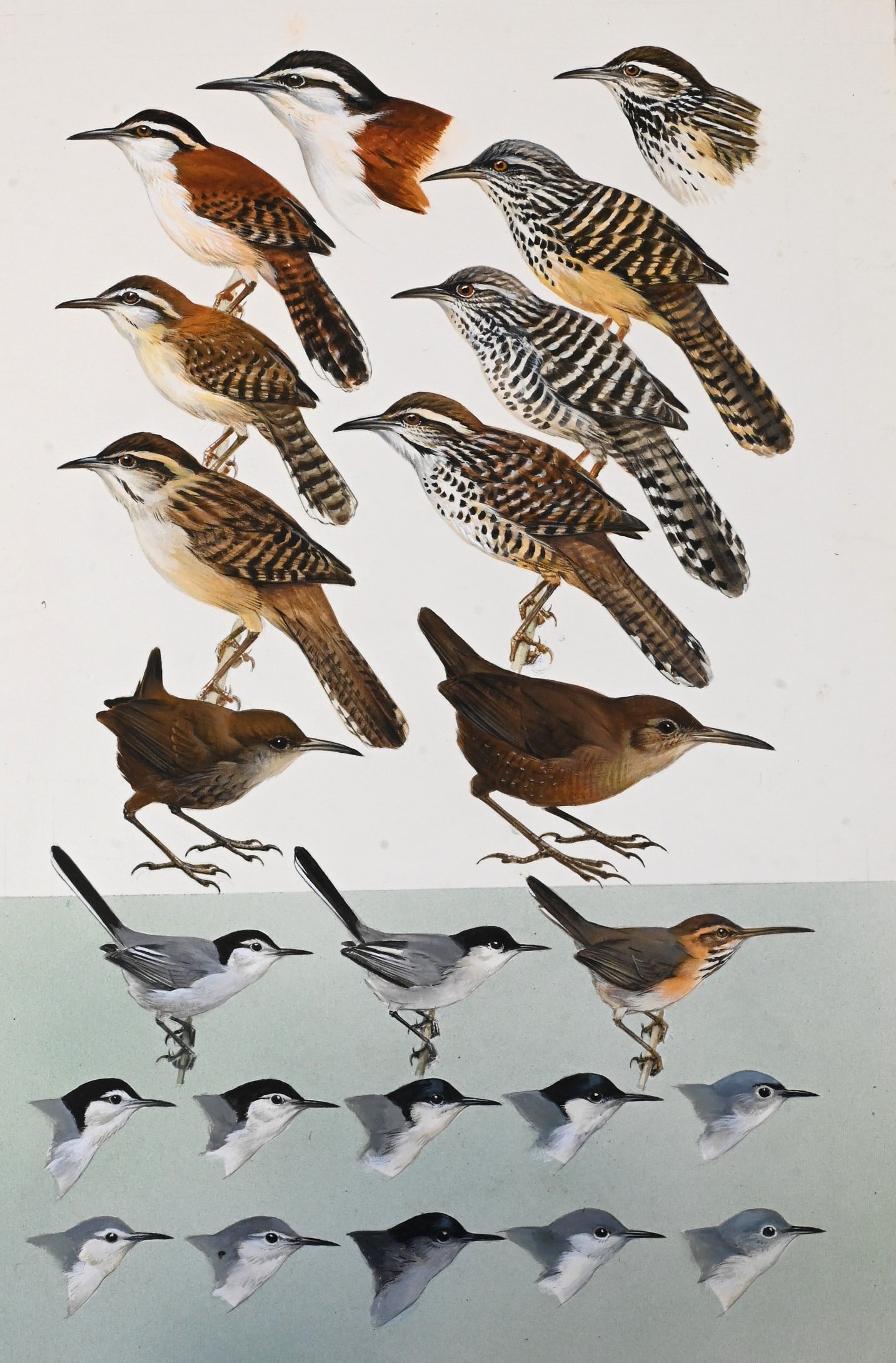 Roger Tory Peterson (American 1908-1996) 
 (1 of 10)