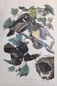 After John James (Audubon American 1785-1851)