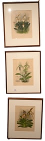 Set of Six Alphonse Goossens (1866-1944) and Jean Linden (1817-1898) Framed Botanicals