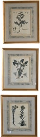 Group of Six Framed Botanical Engravings