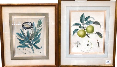 Group of Four Framed Botanical Etchings
