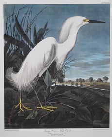 After James Audubon (American 1785-1851)