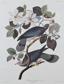 After John James Audubon (American 1785-1851)