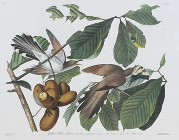 After John James Audubon (American 1785-1851)