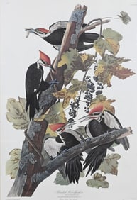 After John James Audubon (American 1785-1851)