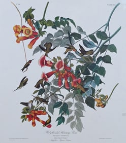 After John James Audubon (American 1785-1851)