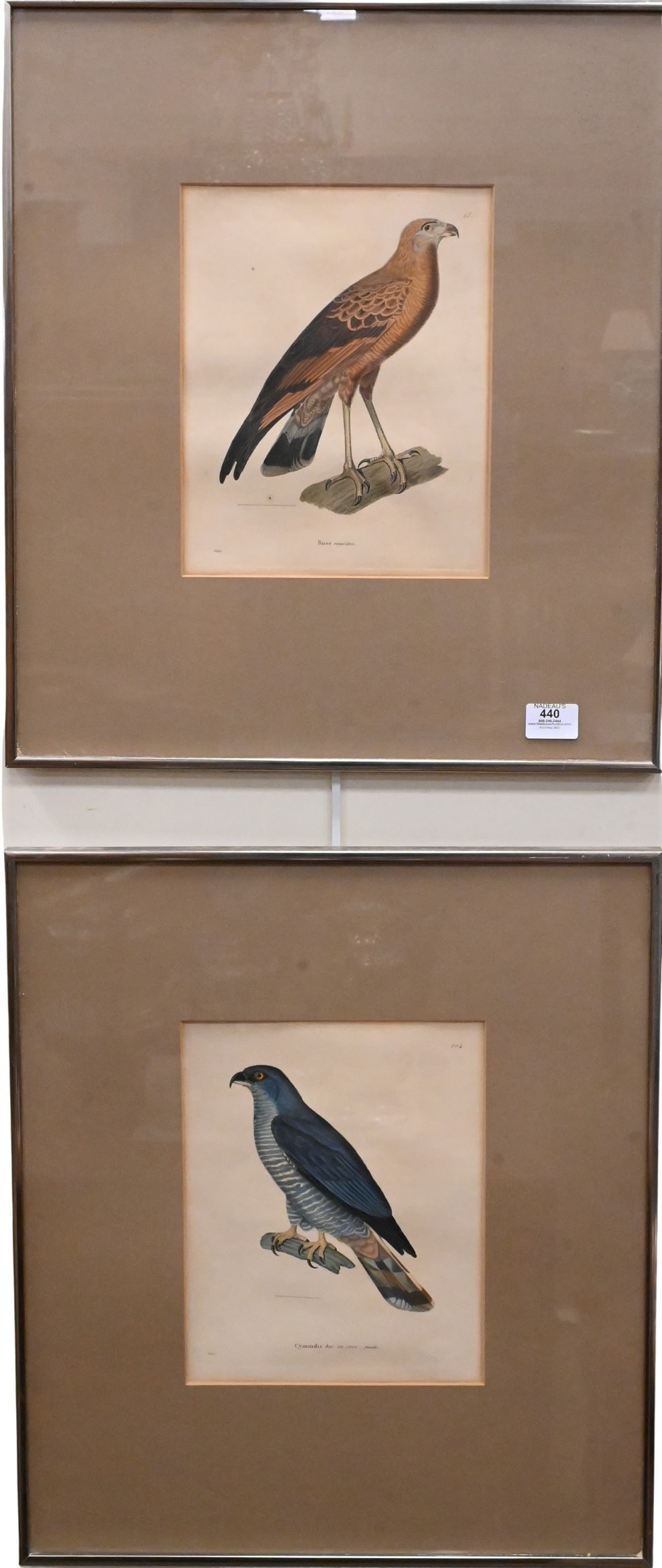 Set of Three Ornithology Engravings by Nicolas Huet the Younger (French 1770-1830): Set of Three Ornithology Engravings by Nicolas Huet the Younger (French 1770-1830) to include "Cymindis bec en croc" "Buse roussatre" "Autour a collier roux" Hand Colored bird etchings from "Nouveau R