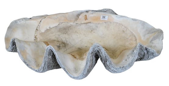 Antique Giant Clam Shell Tridacna Gigantis
