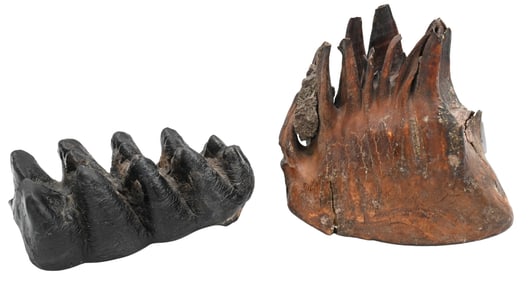Two Fossilized Teeth