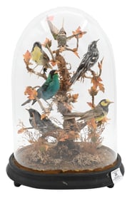 Victorian Taxidermy Bird Diorama