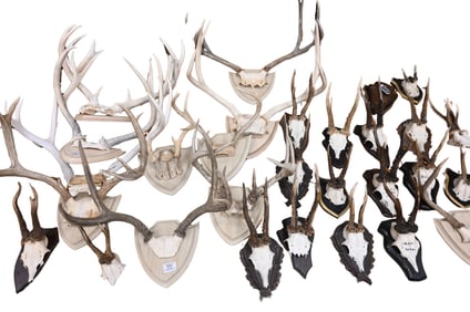 Group of Approximately 30 Wall Mounted Antlers