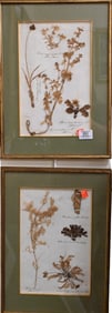 Six Framed Herbarium Dried Botanical Specimens