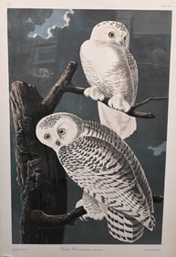 John James Audubon (American 1785-1851)