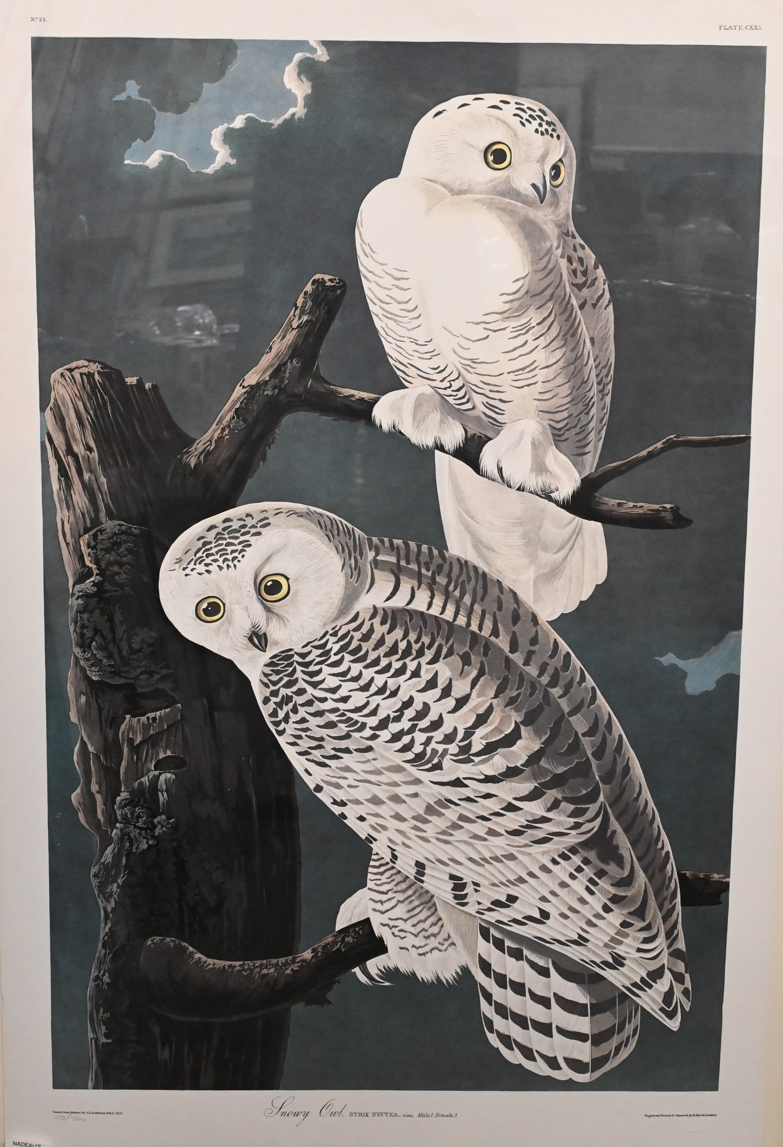 John James Audubon (American 1785-1851) (1 of 5)
