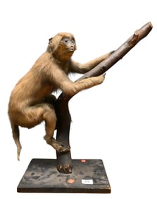 Taxidermy Capuchin Monkey on Branch
