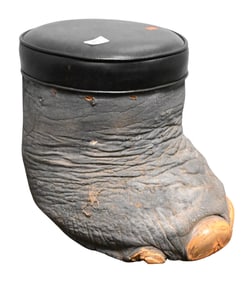 Elephant Foot Taxidermy Footstool