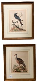 Pair of George Edwards (British 1694-1773) Ornithology Engravings
