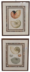 Pair of Georg Wolfgang Knorr (German 1705-1761) Shell Engravings