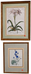 Five Framed Botanicals