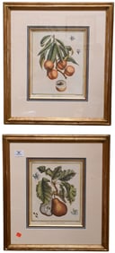 Group of Ten Framed Botanical Engravings