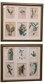Twelve Small Framed Floral Botanicals