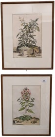 Set of Four Abraham Munting (Dutch 1626-1683) Framed Botanicals