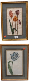 Three Early Framed Botanical Engravings