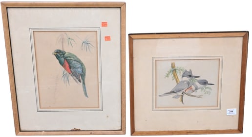Two Framed Bird Studies After Louis Agassiz Fuertes (American 1874-1927)