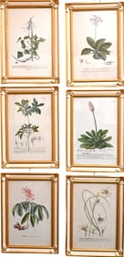 Set of Six Georg Dionysius Ehret (German 1708-1770) Botanical Engravings from “Plantae Selecta
