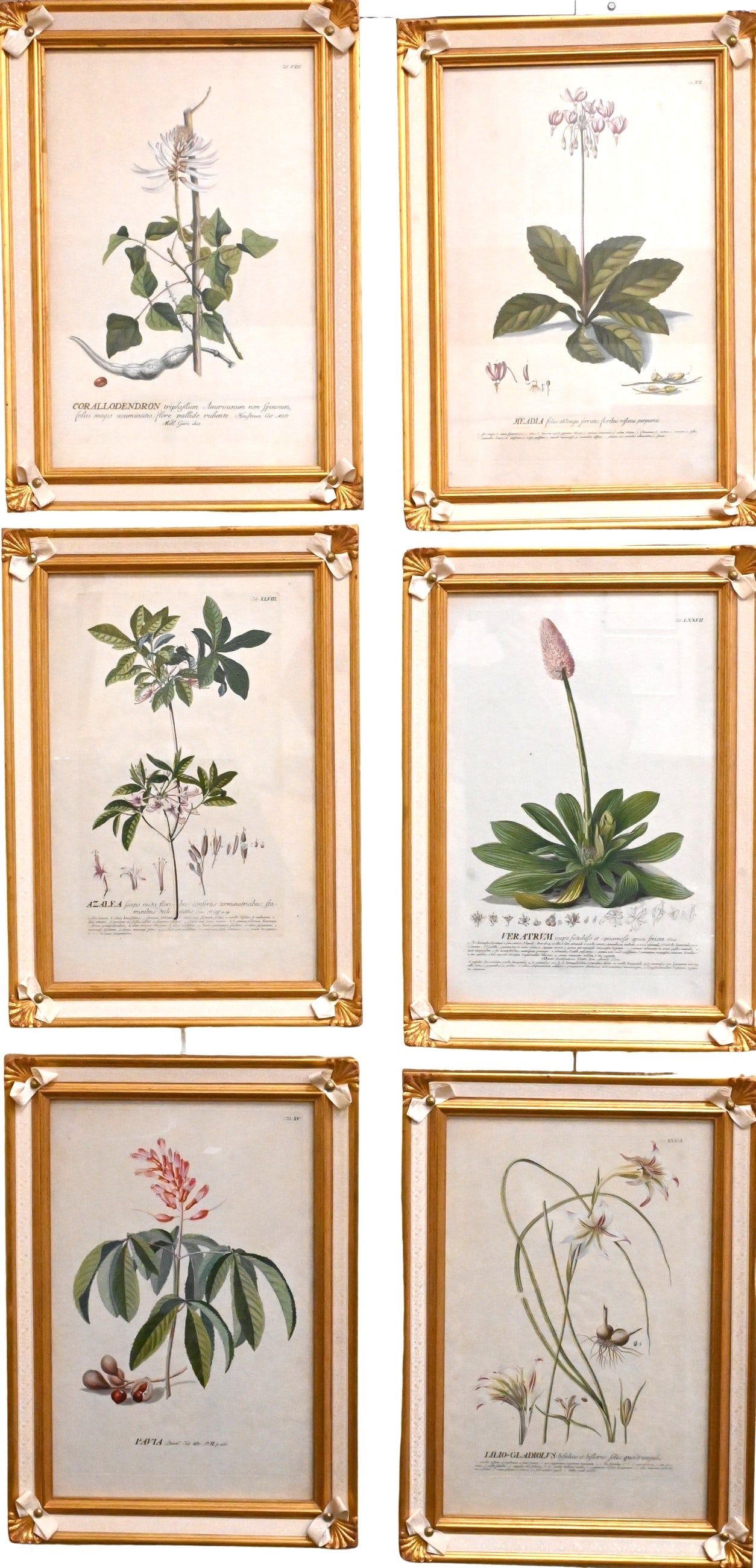 Set of Six Georg Dionysius Ehret (German 1708-1770) Botanical Engravings from “Plantae Selecta (1 of 8)