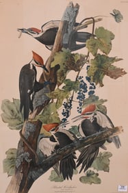 After John James Audubon (American 1785-1851)