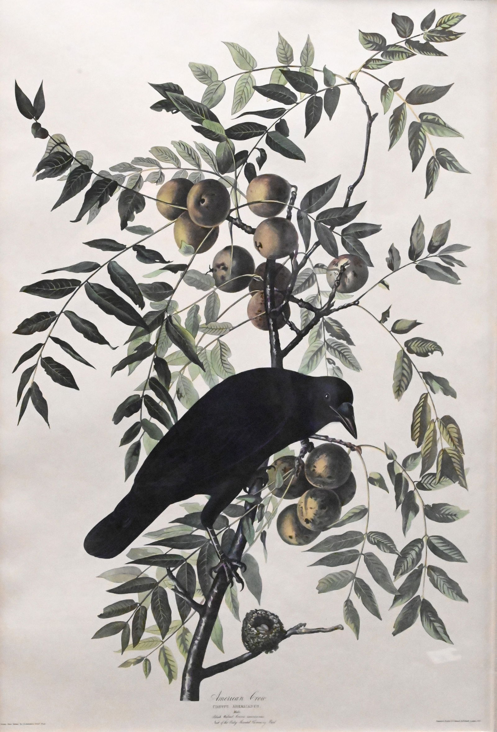 John James Audubon (American 1785-1851) (1 of 6)