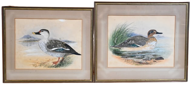 Three Framed 19th Century Bird Studies