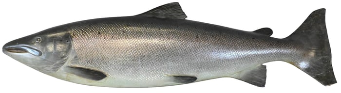20th Century Carved Wood Salmon Taxidermy