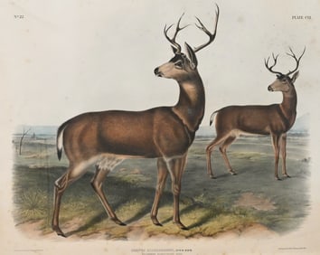 John James Audubon (American 1785-1851)