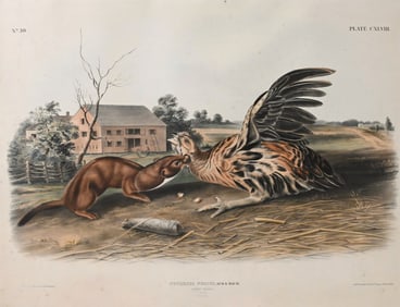 John James Audubon (American 1785-1851) and John Woodhouse Audubon (American 1812-1862)