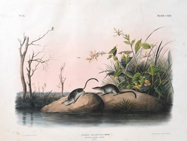 John James Audubon (American 1785-1851) and John Woodhouse Audubon (American 1812-1862)