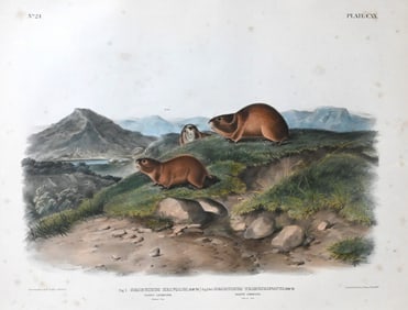 John James Audubon (American 1785-1851)
