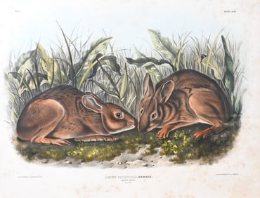 John James Audubon (American 1785-1851)