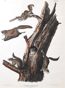 John James Audubon (American 1785-1851)