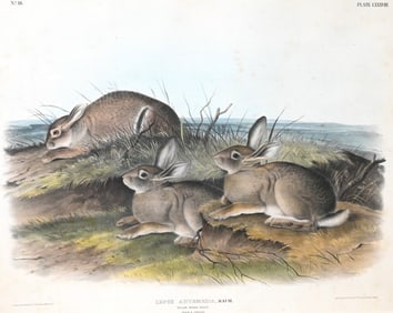 John James Audubon (American 1785-1851)